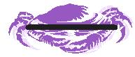 one purple tsunami crab with a black line across the length of its top shell to show how it is measured